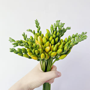 플로민스 프리지아 후리지아 꽃다발 한단 10줄기 안개꽃 생화 택배 꽃배달... 솔직 후기 | 실사용자 리뷰 분석 - 상품 이미지 2