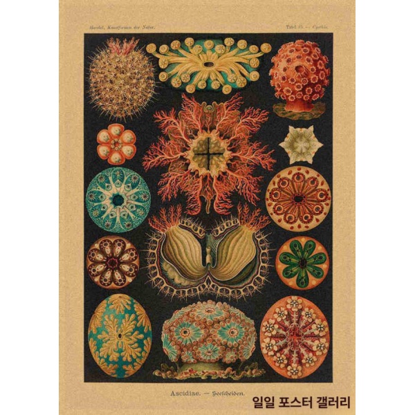 감성적인 야채 포스터 당근 무 호박 커튼 침실 벽장식 채소 그림 연그레이 1 단일 옐로우 크래프트지 접착제없음 29.7x42cma3사이즈 연그레이 단일 29.7x42cma3사이즈 - 상세 이미지 3
