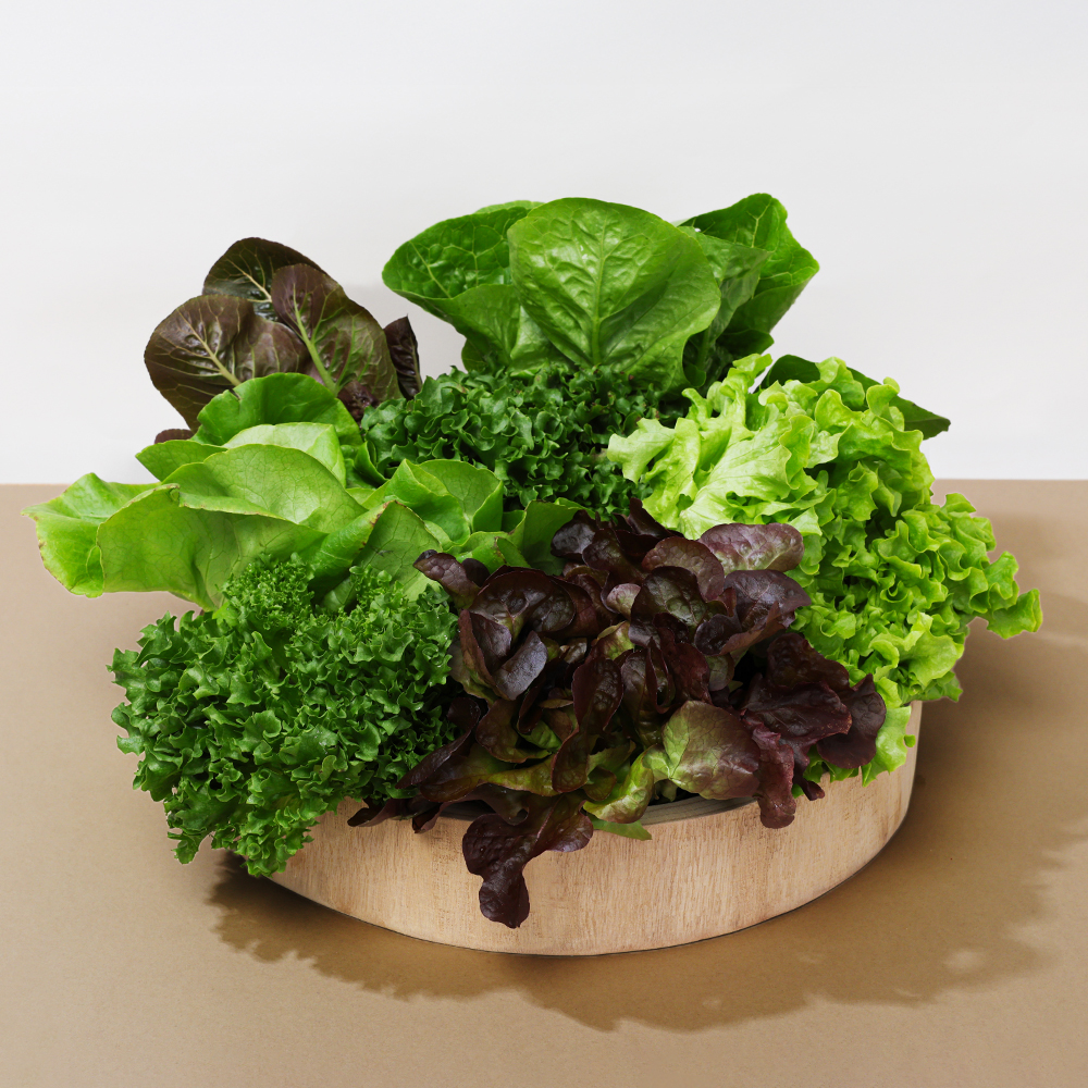 산지직송 유러피안 샐러드 야채 채소 유럽상추 4종 이상 1kg - 상세 이미지 2