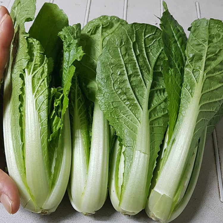 윗집아들네 윗집아들네 포천 얼갈이 배추 얼가리 2kg 4kg 8kg - 상세 이미지 2