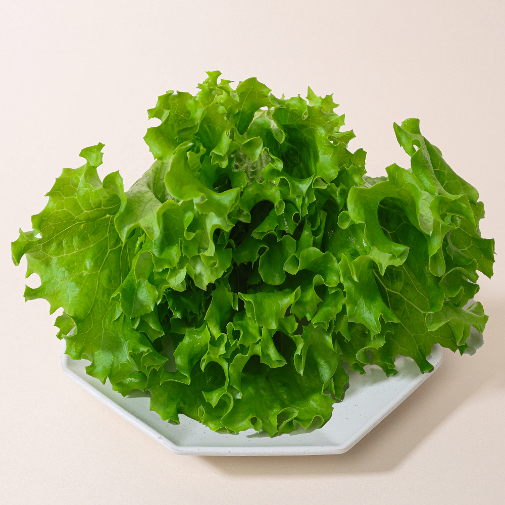 산지직송 유러피안 샐러드 야채 채소 유럽상추 4종 이상 1kg - 상세 이미지 5
