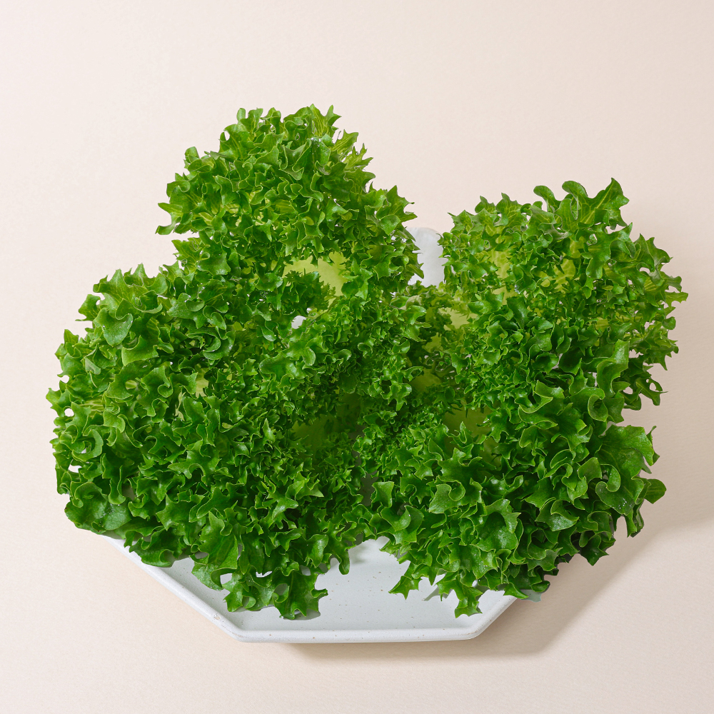산지직송 유러피안 샐러드 야채 채소 유럽상추 4종 이상 1kg 이미지 8