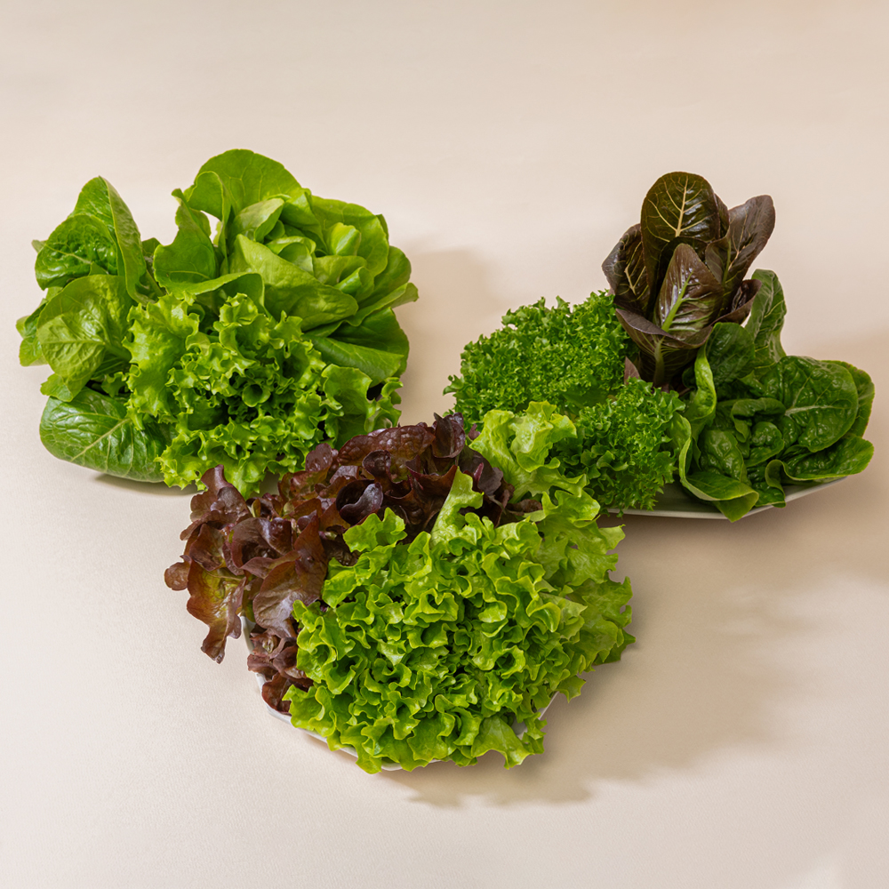 산지직송 유러피안 샐러드 야채 채소 유럽상추 4종 이상 1kg - 상세 이미지 3