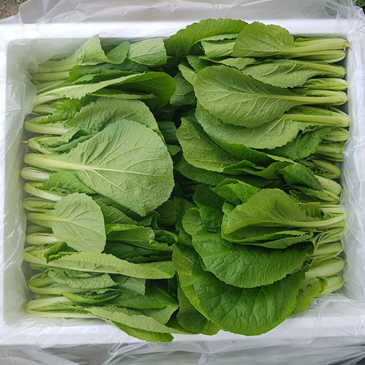 윗집아들네 윗집아들네 포천 얼갈이 배추 얼가리 2kg 4kg 8kg - 상품 이미지