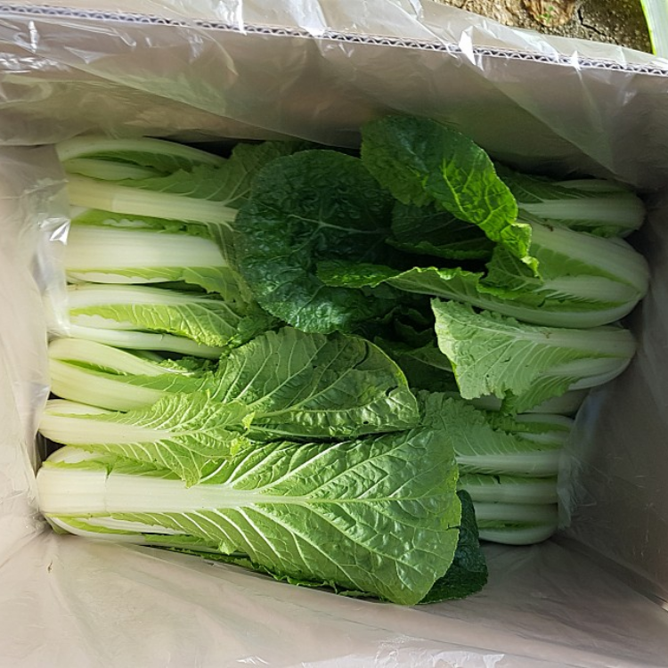 윗집아들네 윗집아들네 포천 얼갈이 배추 얼가리 2kg 4kg 8kg - 상세 이미지 4