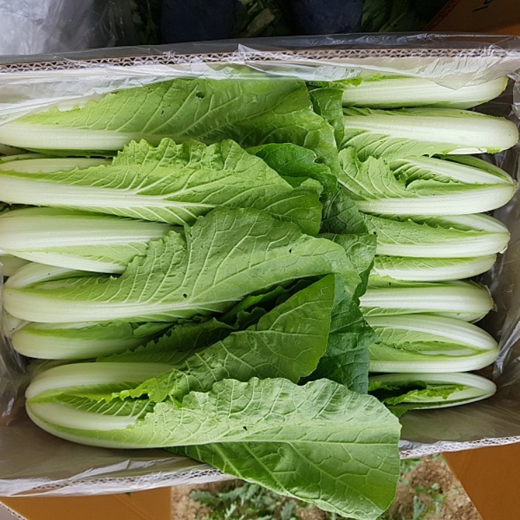 윗집아들네 윗집아들네 포천 얼갈이 배추 얼가리 2kg 4kg 8kg 이미지 6