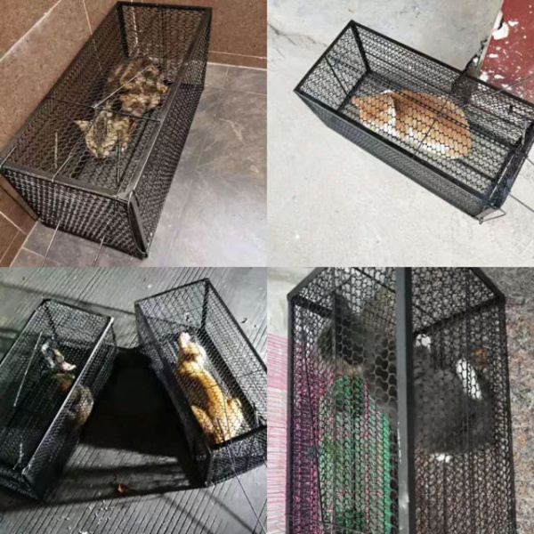 강력 포획망 야생동물 유해동물 철망 케이지 구조용 유인망 블랙 39 x 19x19 39 x 19x19 블랙 - 상세 이미지 4