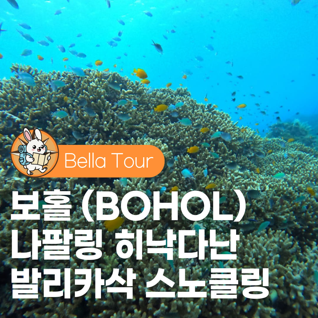 벨라투어 보홀 나팔링+히낙다난동굴+발리카삭 투어 스노쿨링 호핑 한국인가이드 버진아일랜드 수중촬영