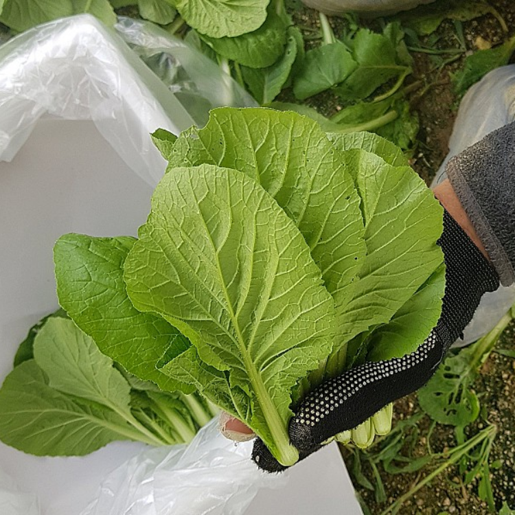 윗집아들네 윗집아들네 포천 얼갈이 배추 얼가리 2kg 4kg 8kg - 상세 이미지 3
