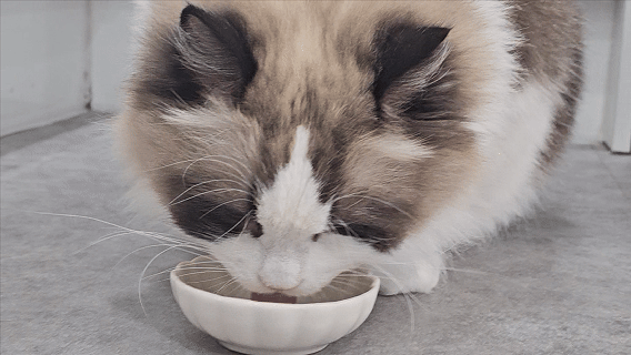 캣츠미어 냥이코기 고양이 통살 간식 닭가슴살 오징어맛, 22g, 24개 - 상세 이미지 3