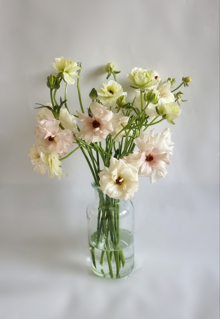 버터플라이 라넌큘러스 생화 봄꽃 종류 집꾸미기 꽃도매 택배 생일꽃다발 정기구독 라운드블루미 이미지 4