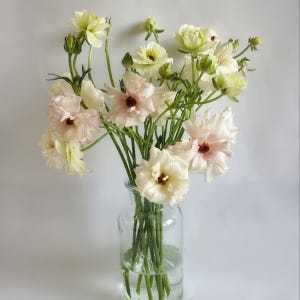 버터플라이 라넌큘러스 생화 봄꽃 종류 집꾸미기 꽃도매 택배 생일꽃다발 정... 솔직 후기 | 실사용자 리뷰 분석 - 상품 이미지 4