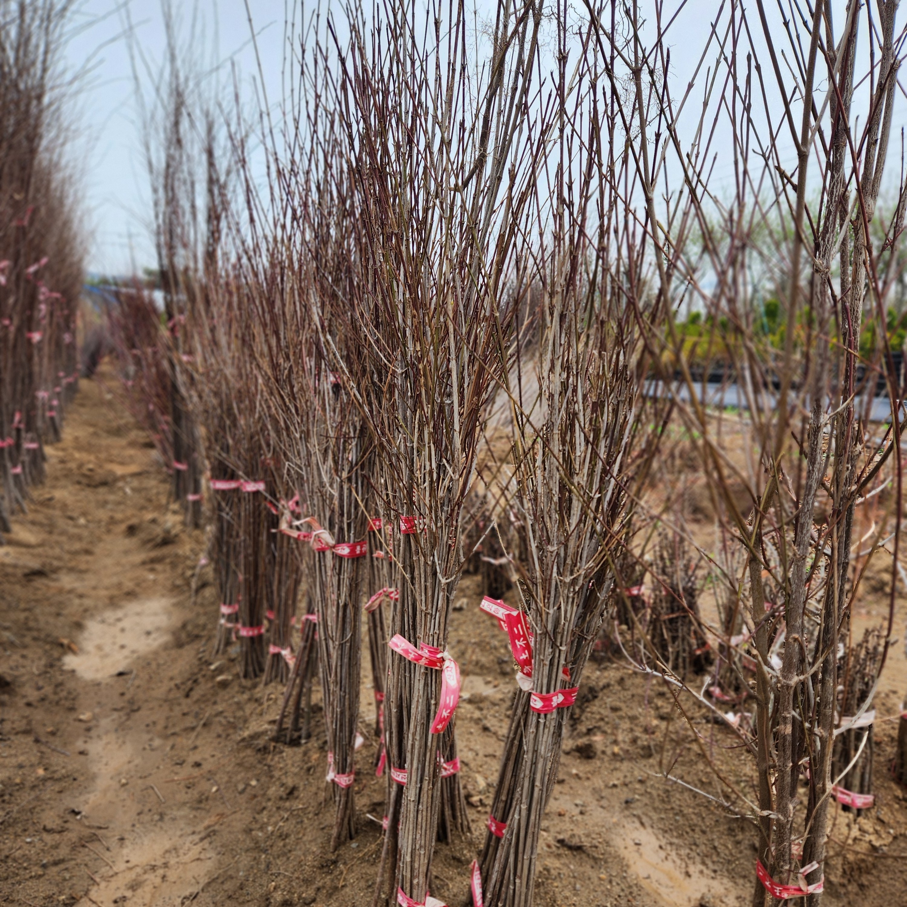 산수유나무 2년 묘목 1m 제품 이미지