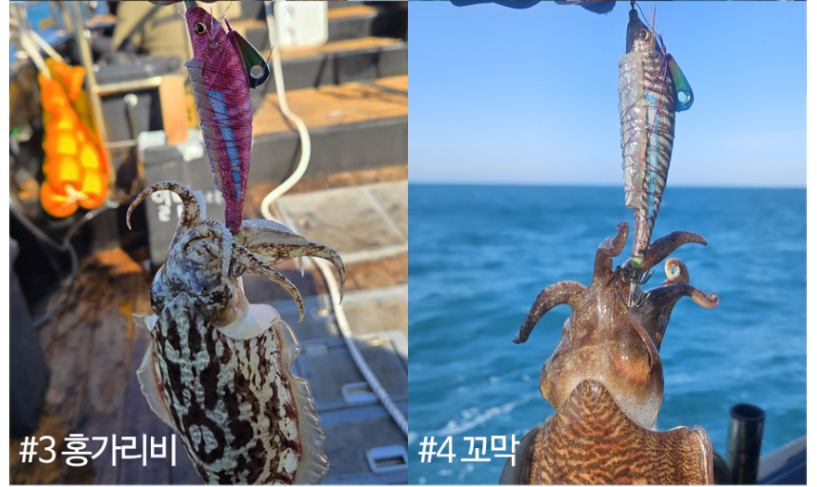 트리플 이카마린 조개삼봉 에기 케이무라 UV 갑오징어 낚시 샘미끼 후기