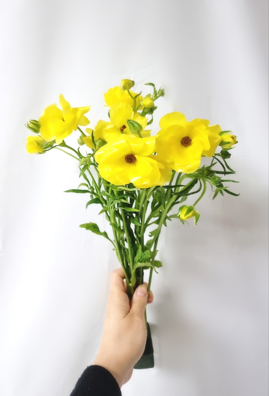 버터플라이 라넌큘러스 생화 봄꽃 종류 집꾸미기 꽃도매 택배 생일꽃다발 정기구독 라운드블루미 이미지 2