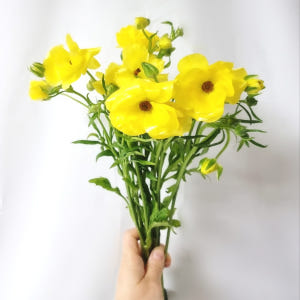 버터플라이 라넌큘러스 생화 봄꽃 종류 집꾸미기 꽃도매 택배 생일꽃다발 정... 솔직 후기 | 실사용자 리뷰 분석 - 상품 이미지 2