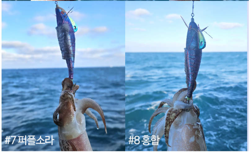 트리플 이카마린 조개삼봉 에기 케이무라 UV 갑오징어 낚시 샘미끼 후기