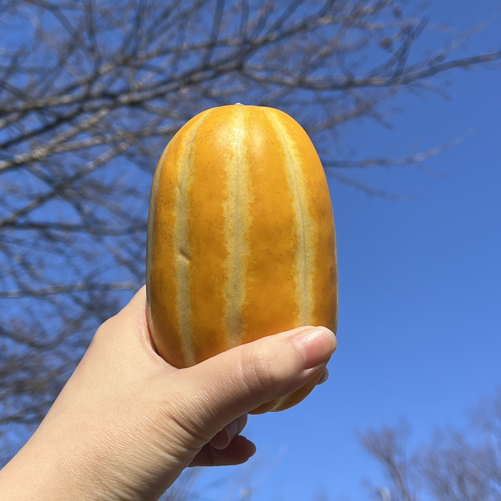 고당도 성주참외 꿀 참외 가정용 로얄과 못난이 2kg, 1개 이미지 8