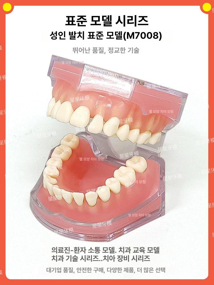 치위생 치아모형 덴티폼 구강 실습 스케일링 소품 투명 수박레드 - 상세 이미지 2