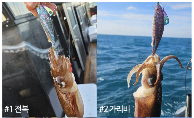 트리플 이카마린 조개삼봉 에기 케이무라 UV 갑오징어 낚시 샘미끼 후기