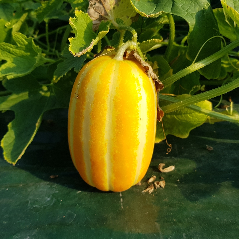 고당도 성주참외 꿀 참외 가정용 로얄과 못난이 2kg, 1개 - 상세 이미지 2