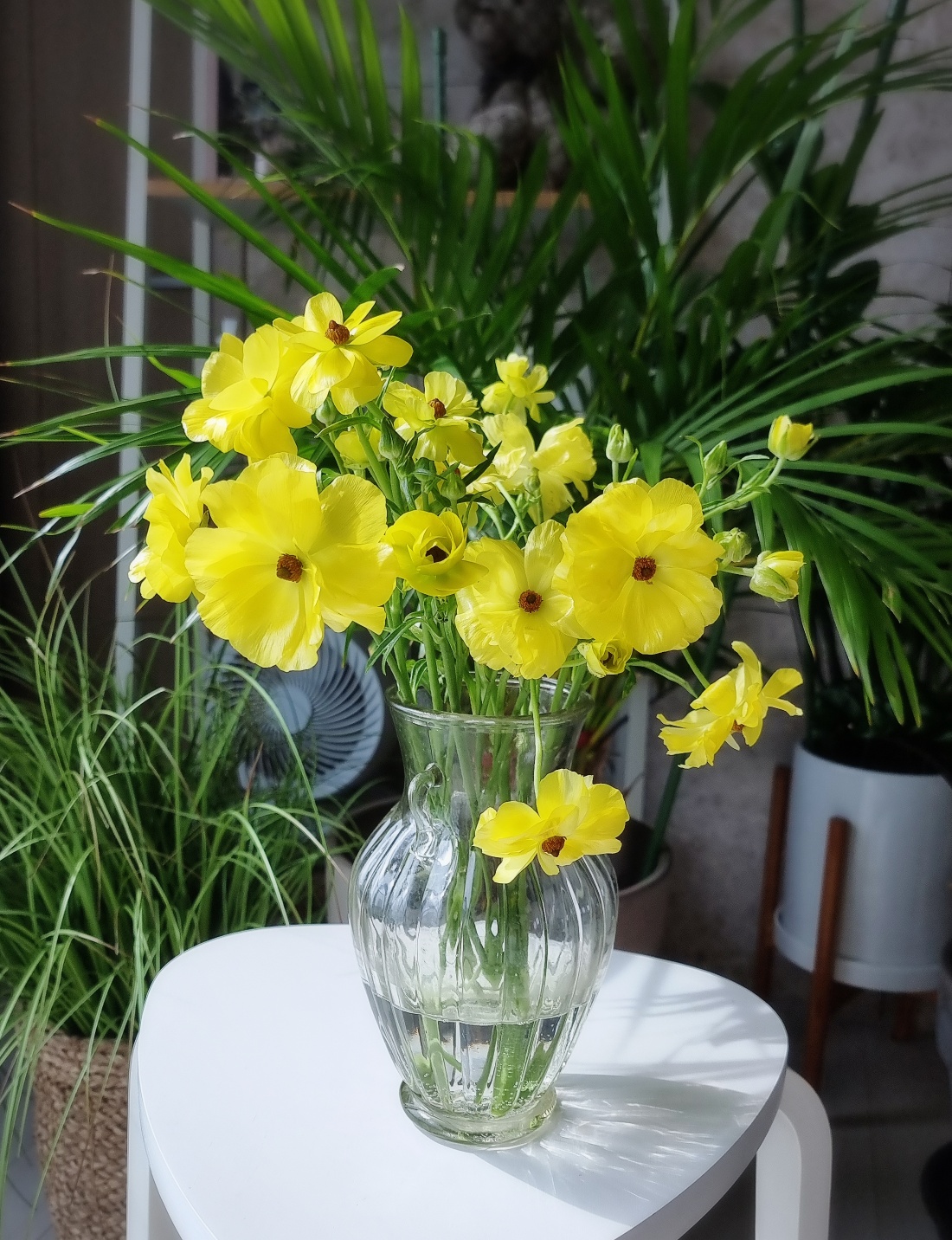 버터플라이 라넌큘러스 생화 봄꽃 종류 집꾸미기 꽃도매 택배 생일꽃다발 정기구독 라운드블루미 이미지 3