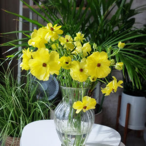 버터플라이 라넌큘러스 생화 봄꽃 종류 집꾸미기 꽃도매 택배 생일꽃다발 정... 솔직 후기 | 실사용자 리뷰 분석 - 상품 이미지 3