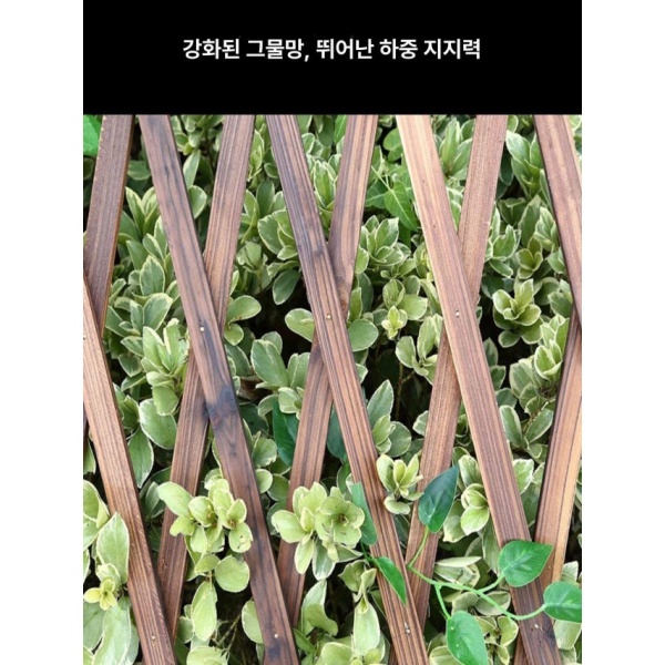 프리미엄 정원 울타리 나무 펜스 화단 홈가드닝 화분걸이 벽장식 카보나이즈드 175 두꺼운 0.9cm 중간 카보나이즈드 44 중간 - 상세 이미지 5
