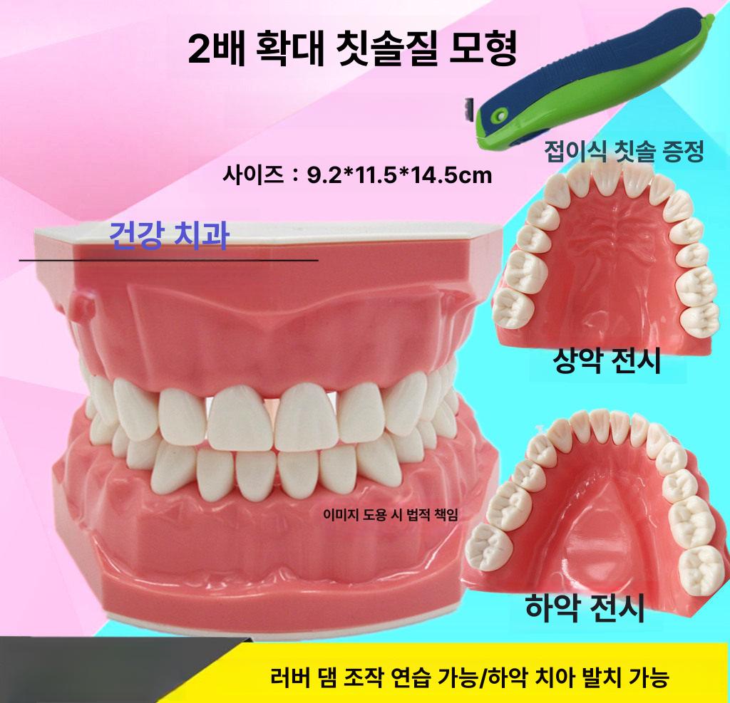 치아모형 이모형 구강 인체 디스플레이 충치 교육용 1 1 소형 - 상세 이미지 2