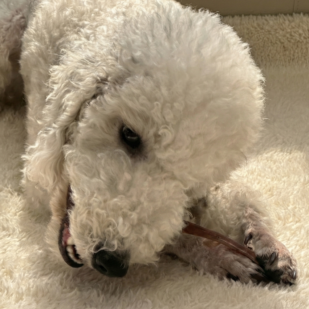 강아지간식세트 초보견주set 6종 스타터팩 강아지수제간식 이미지 2