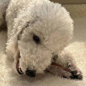 강아지간식세트 초보견주set 6종 스타터팩 강아지수제간식 솔직 후기 | 실제 사용자 리뷰 총정리 - 상품 이미지 2