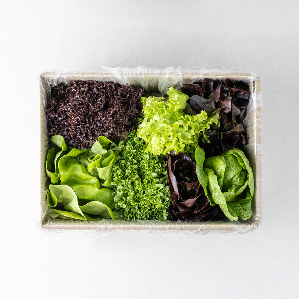 유러피안 샐러드 1kg, 1개 - 상세 이미지 5