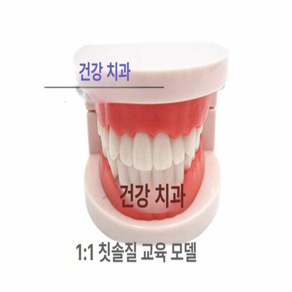 치아모형 이모형 구강 인체 디스플레이 충치 교육용 1 1 소형 - 상세 이미지 3