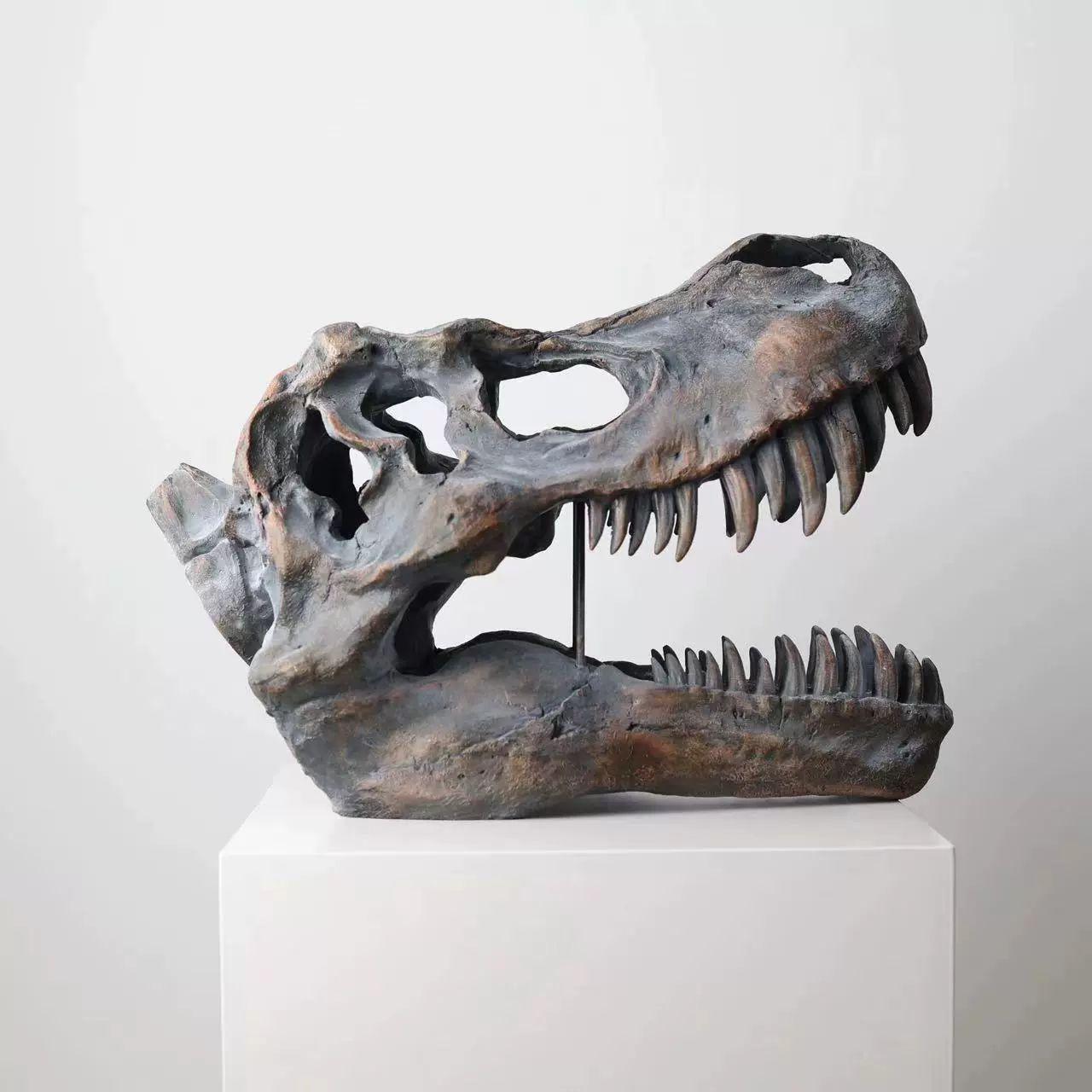 티라노사우루스 공룡 두개골 피규어 전시 모조 뼈 51x29x37cm - 상세 이미지 3
