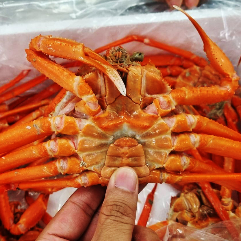 포항 구룡포 수율보장  산지직송 국내산 자숙 연지홍게 3kg - 상세 이미지 2