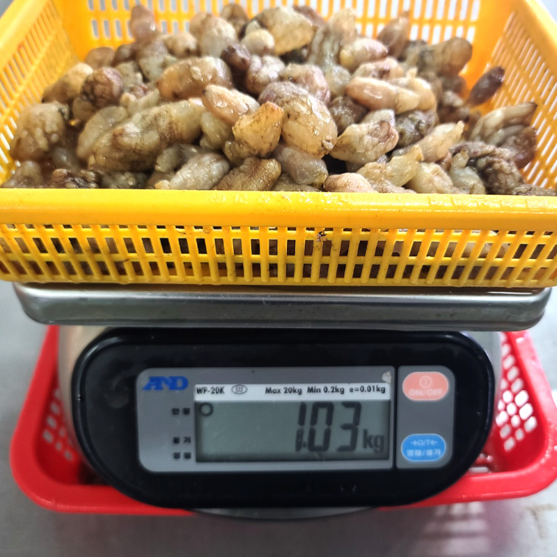 자연가득 바다향이 오독오독 통통 오만둥이 1kg 150-170미 내외 - 상세 이미지 2
