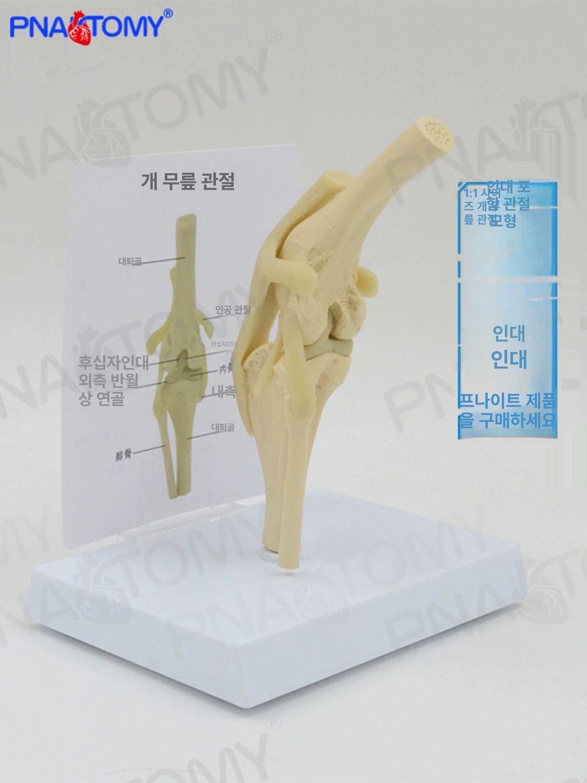 강아지 슬개골 모형 뼈 무릎 관절 동물병원 강아지 무릎 관절 16.5 12.5 19cm - 상세 이미지 5