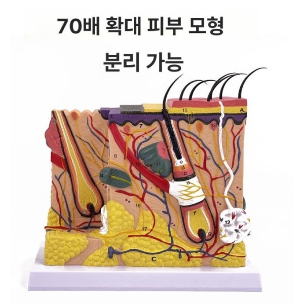 정밀 교육용 피부 모형 조직 모낭 해면 확대 단면 E 70배 분리형 B 50배 24 x 11x23cm - 상세 이미지 5