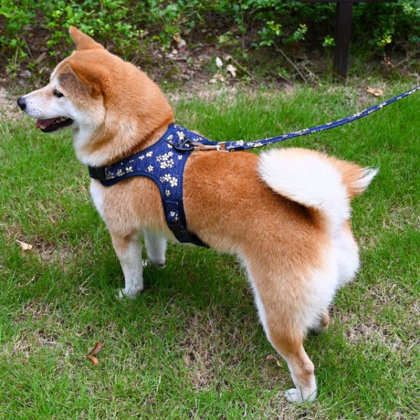 화사한 벚꽃목줄 시바견 강아지 리드줄 세트 하네스 소형견 그린타임버드 포함 l 가슴둘레55-72cm 블루체리블라썸 s 가슴둘레34-44cm - 상세 이미지 4