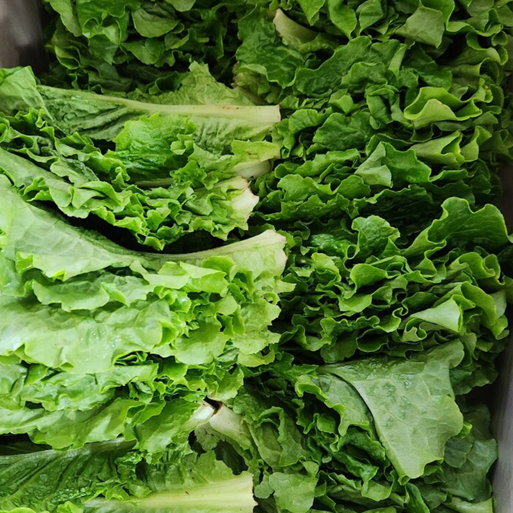 김채소 국내산 산지직송 청상추 1kg, 1개 - 상세 이미지 4