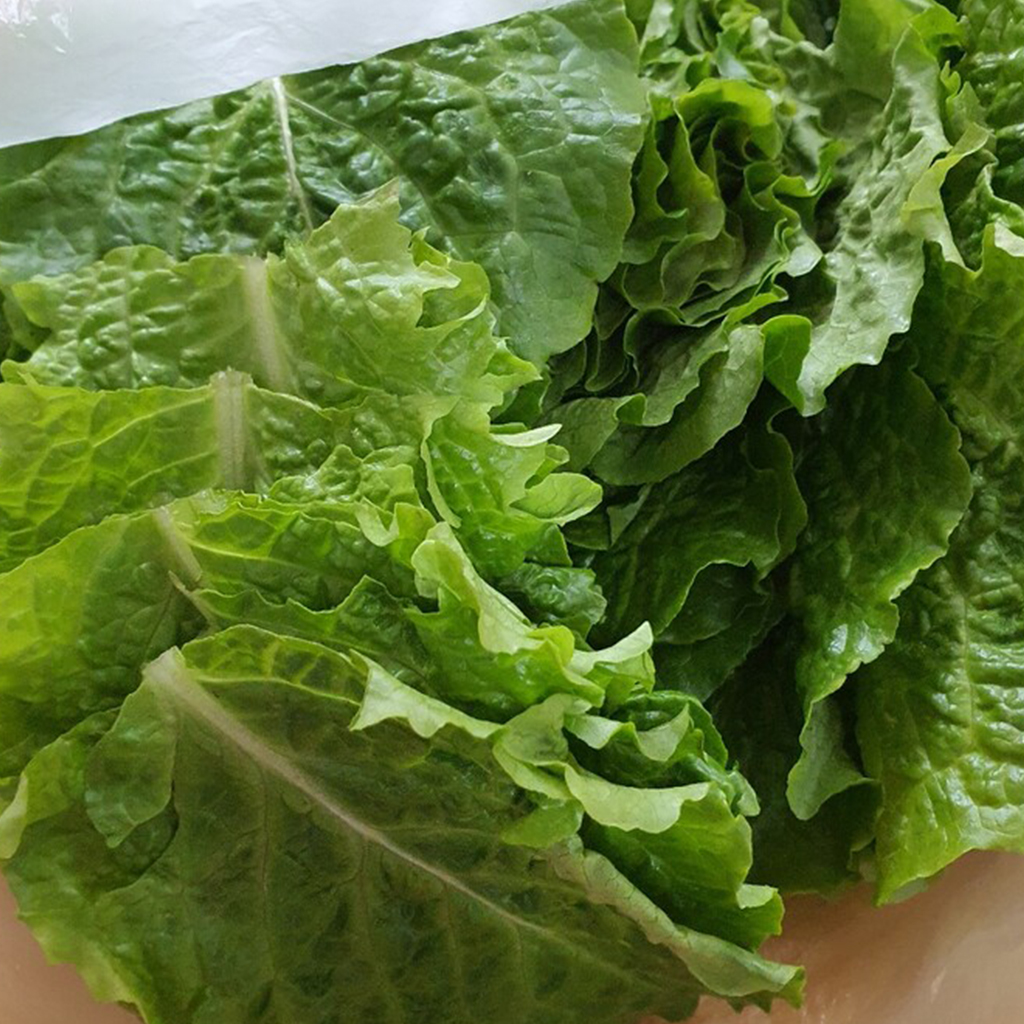 김채소 국내산 산지직송 청상추 1kg, 1개 이미지 6