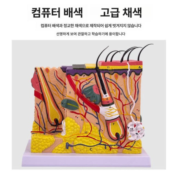 정밀 교육용 피부 모형 조직 모낭 해면 확대 단면 E 70배 분리형 B 50배 24 x 11x23cm - 상세 이미지 4