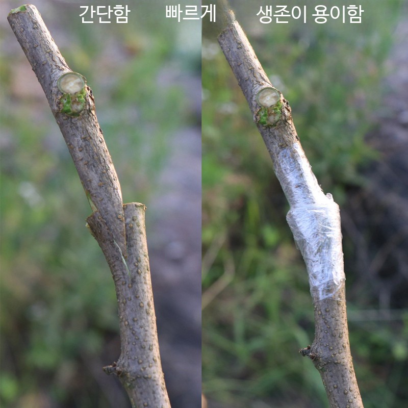 원예용 과일나무 접목기 수동 접목가위 가지 전정 작업 농가 도구 - 상세 이미지 5