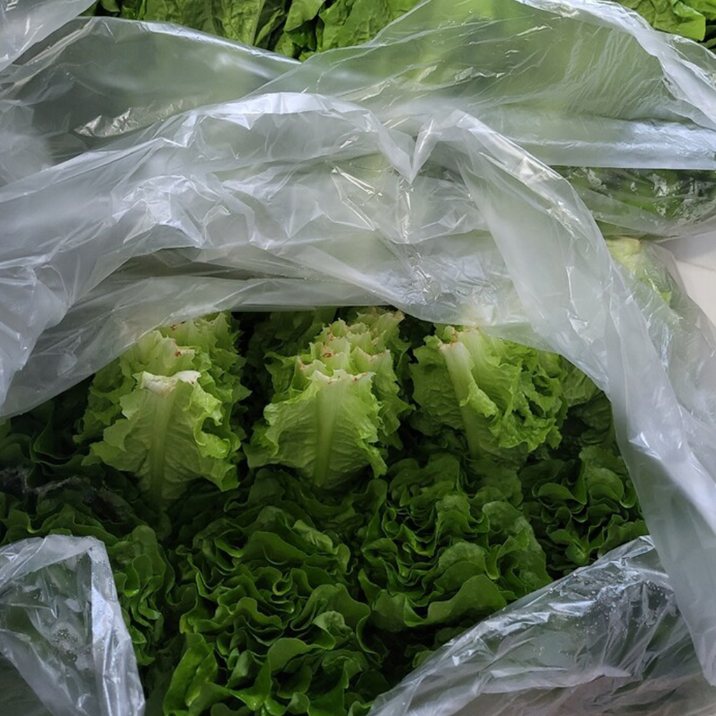 김채소 국내산 산지직송 청상추 1kg, 1개 - 상세 이미지 5