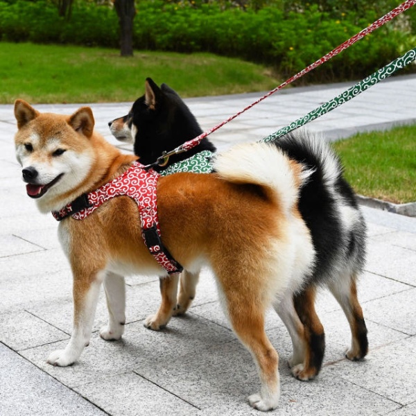 화사한 벚꽃목줄 시바견 강아지 리드줄 세트 하네스 소형견 그린타임버드 포함 l 가슴둘레55-72cm 블루체리블라썸 s 가슴둘레34-44cm - 상세 이미지 3