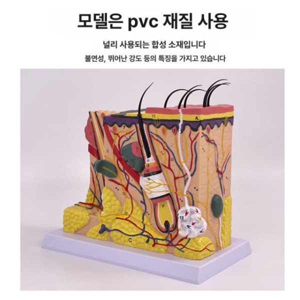 정밀 교육용 피부 모형 조직 모낭 해면 확대 단면 E 70배 분리형 B 50배 24 x 11x23cm - 상세 이미지 2