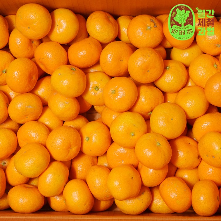 하귤 제주 유라귤 타이백 감귤 노지 극조생감귤 타이벡 감귤 10kg 5키로 - 상세 이미지 4