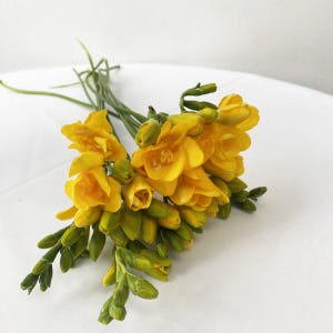 프리지아 10줄기 후리지아 꽃다발 꽃배달싼곳 생화택배 솔직 후기 | 실사용자 리뷰 분석 - 상품 이미지 4