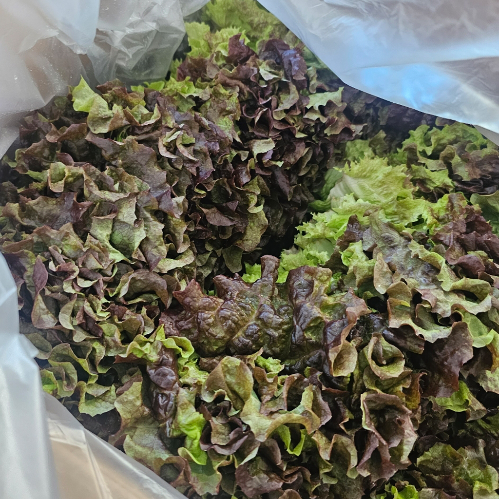 김채소 산지직송 국내산 꽃상추 적상추 500g, 1개 - 상세 이미지 4