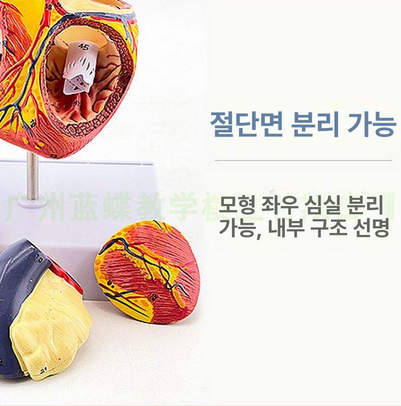 모형 교육용 해부학 A타입 동물병원 자료 A. 표본 단일 항목 - 상세 이미지 4